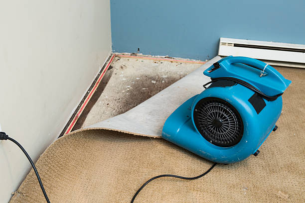 Best Mold removal after water damage  in Austell, GA